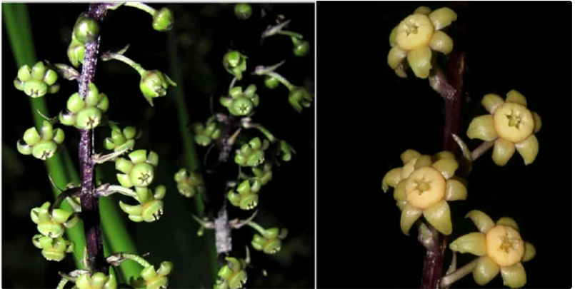 Phát hiện 3 loài thực vật có hoa tuyệt đẹp tại Việt Nam