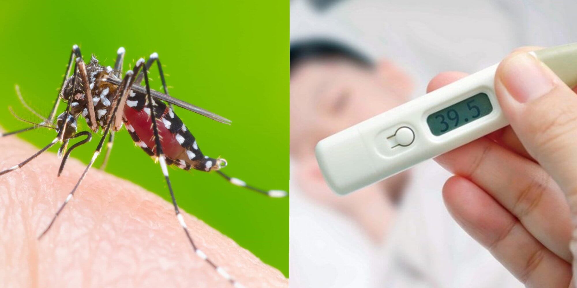 Sốt xuất huyết là bệnh truyền nhiễm gây dịch do vi rút Dengue gây ra