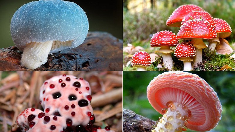Điểm danh 12 loại nấm độc nguy hiểm nhất thế giới