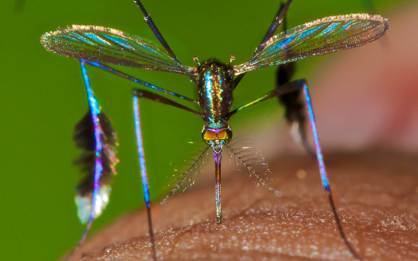Bức ảnh ấn tượng về loài muỗi độc đáo Sabethes