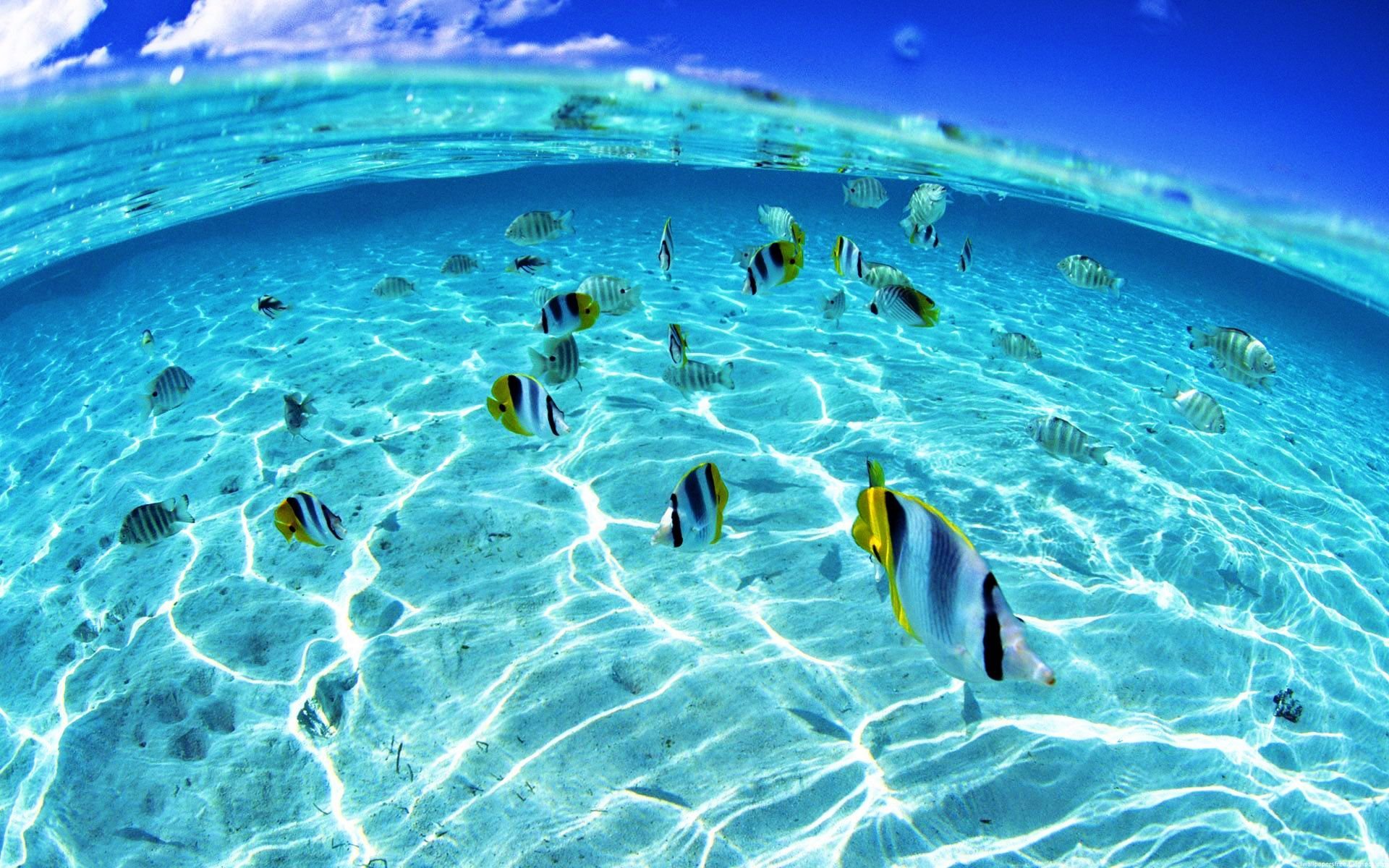 Âm thanh đại dương thay đổi ảnh hưởng đến hoạt động sống của nhiều sinh vật biển