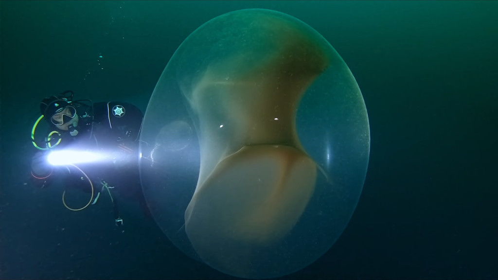 Bọc trứng mực tạo thành khối cầu khổng lồ giữa lòng đại dương