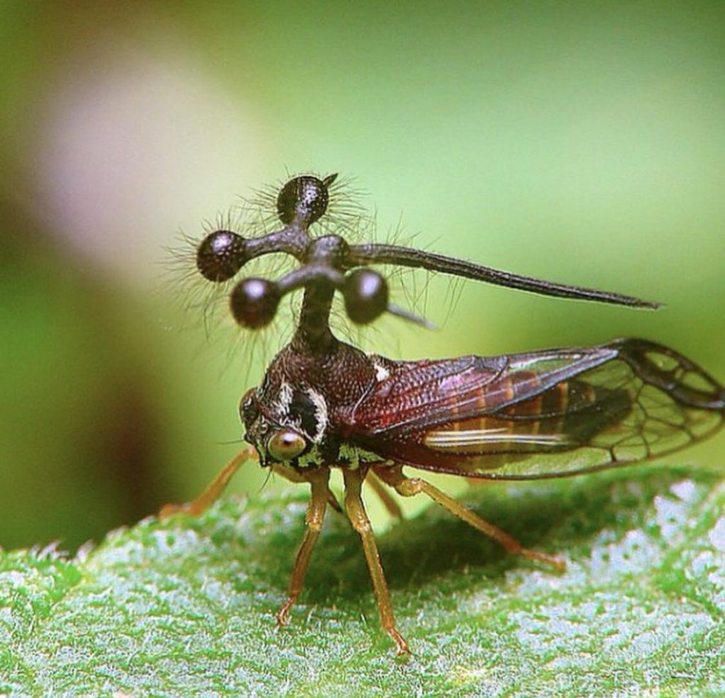 Châu chấu Brazil - dáng vẻ kỳ quái của loài côn trùng ăn lá