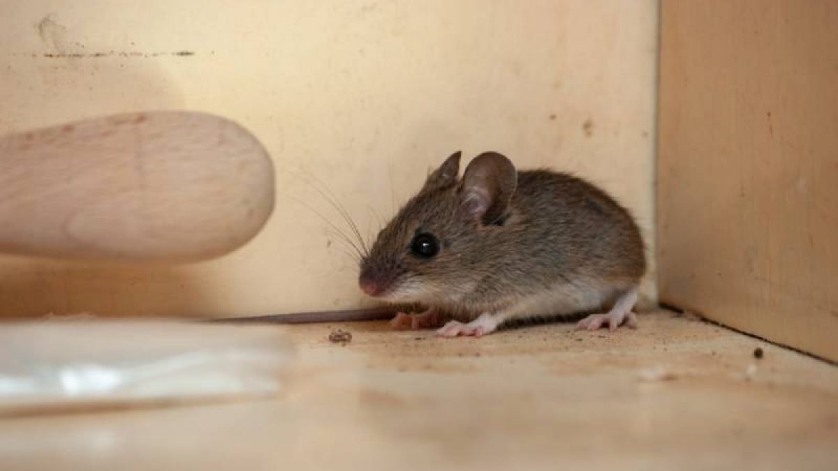 Cách đuổi chuột ra khỏi nhà hiệu quả và an toàn nhất