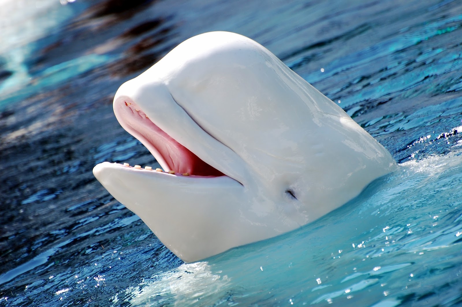 tập tính sinh sản của cá voi trắng