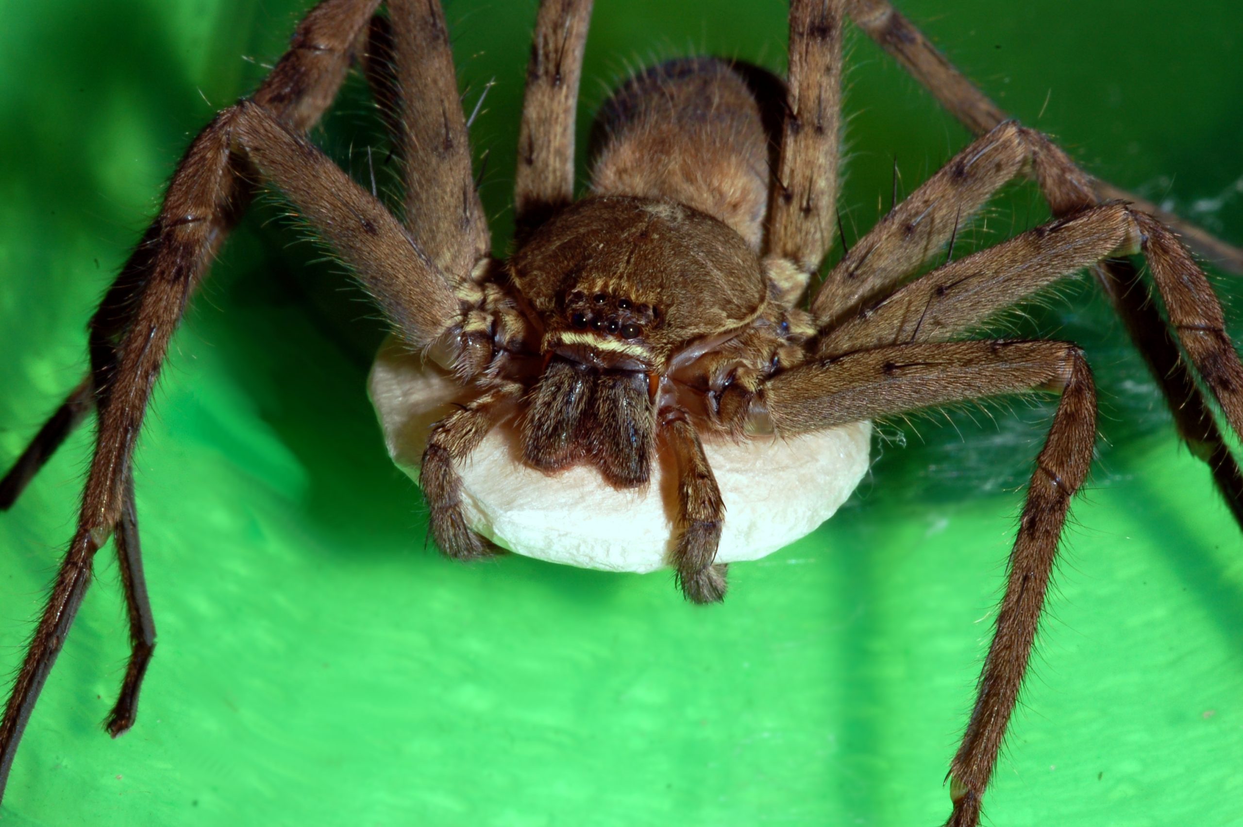 loài nhện có kích thước tương đối lớn