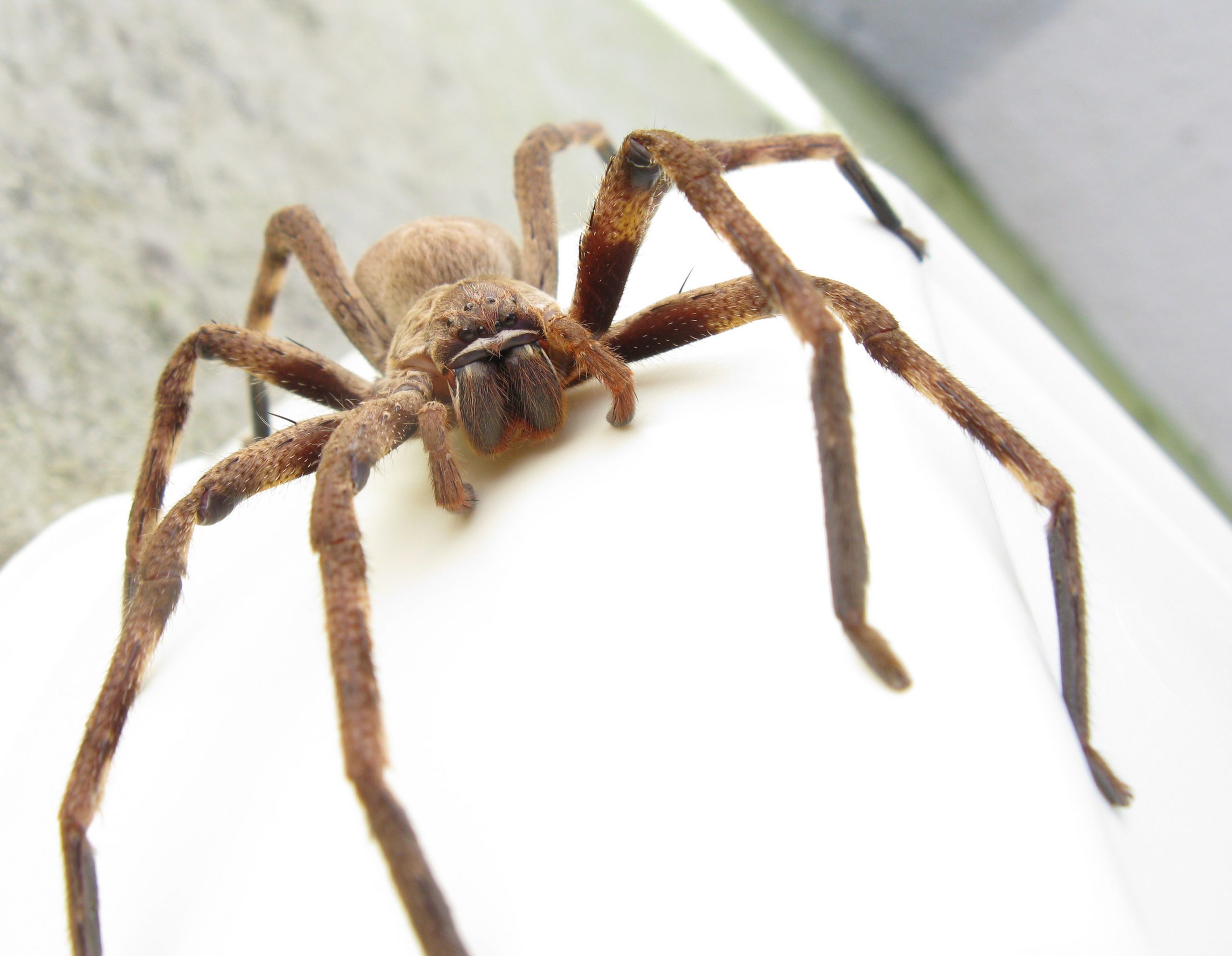 Nhện thợ săn là loài nhện có sải chân lớn nhất thế giới