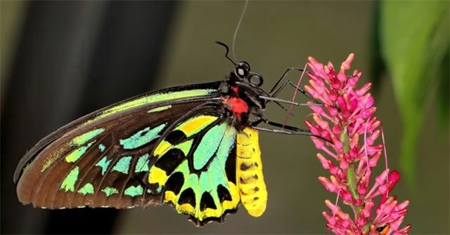 Bật mí những loài bướm cực quý hiếm nhất trên thế giới