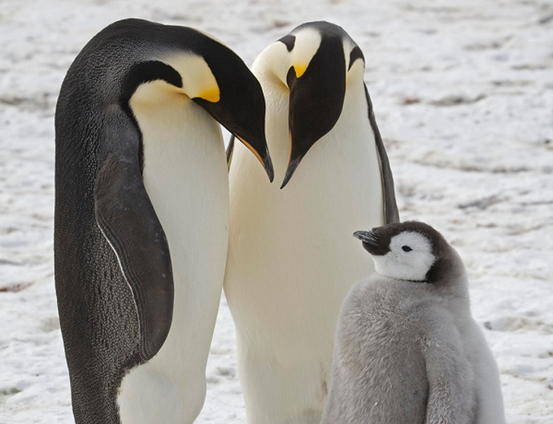 Các nhà khoa học phát hiện ra dấu vết của phosphine trong phân chim cánh cụt