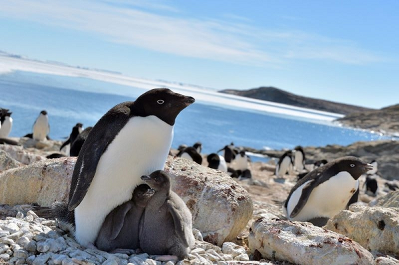 Ở nơi đông chim cánh cụt nhất, lượng nitrous oxide cao hơn mức bình thường 
