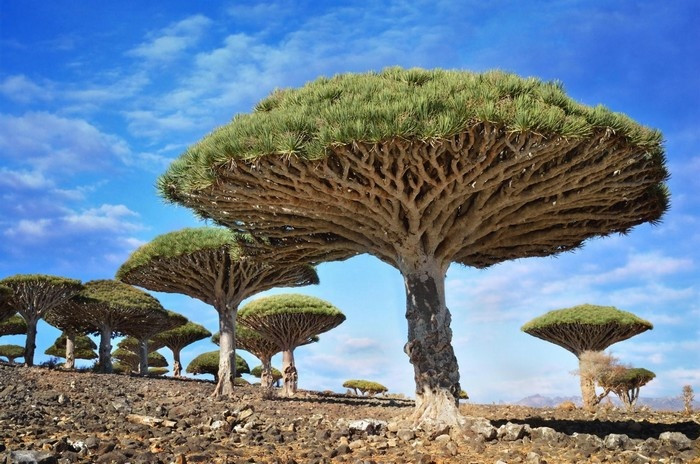 Đảo Socotra