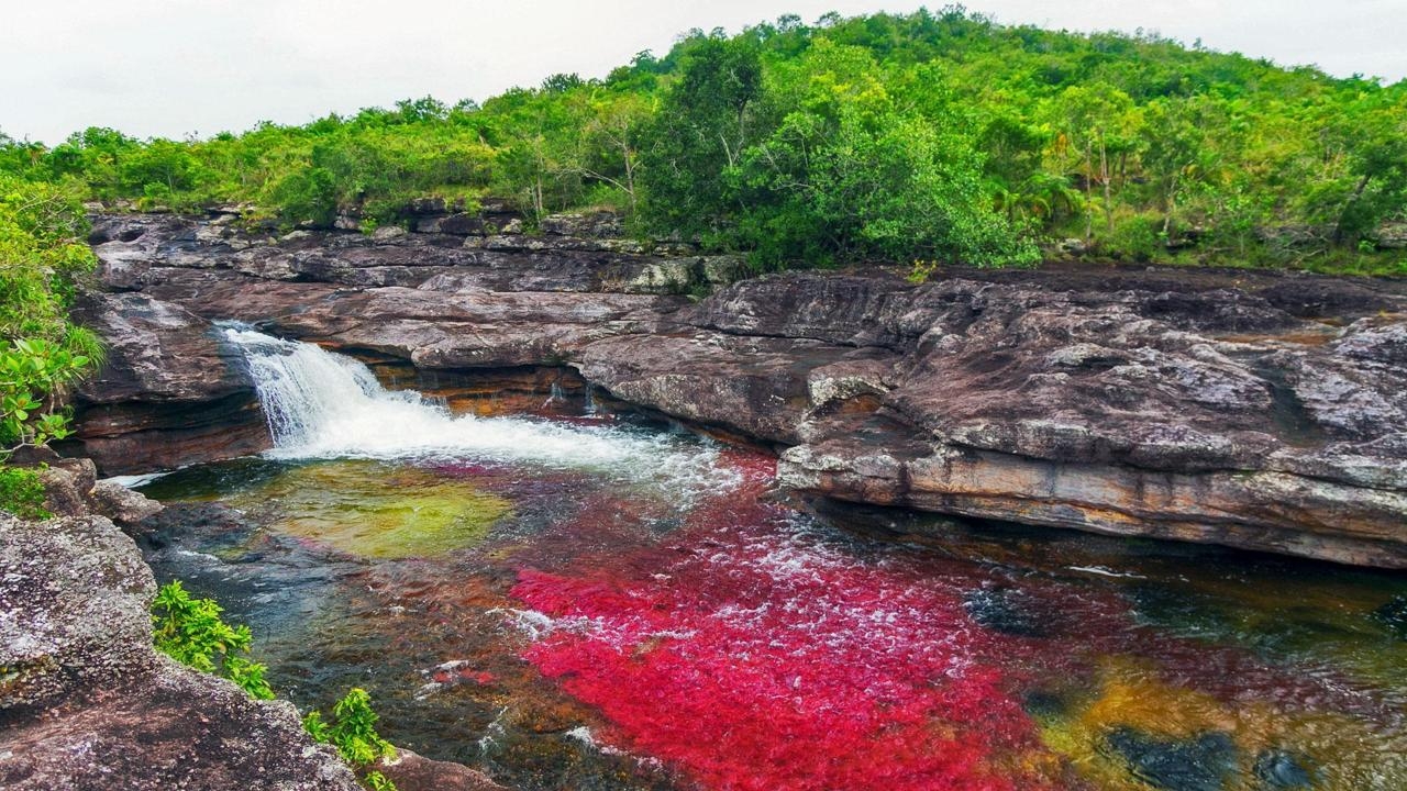 Caño Cristales - kỳ quan thiên nhiên của Colombia