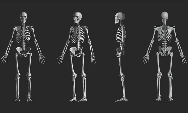 Bộ xương con người được tái tạo liên tục - khoảng 10 năm/lần