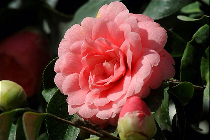 Middlemist's Red là giống hoa trà quý hiếm và là loài hoa hiếm nhất trên thế giới
