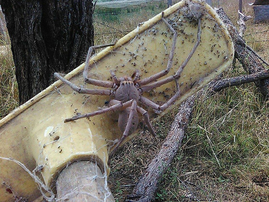 Sải chân của nhện thợ săn khổng lồ