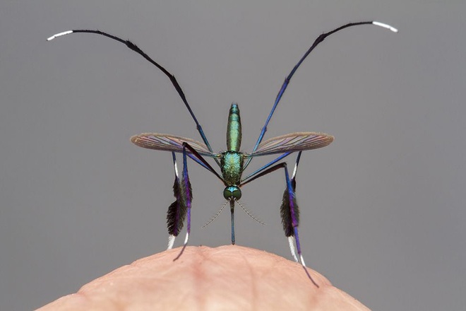 Muỗi Sabethes - Loài mũi đẹp nhất thế giới luôn được nhiếp ảnh gia săn đón