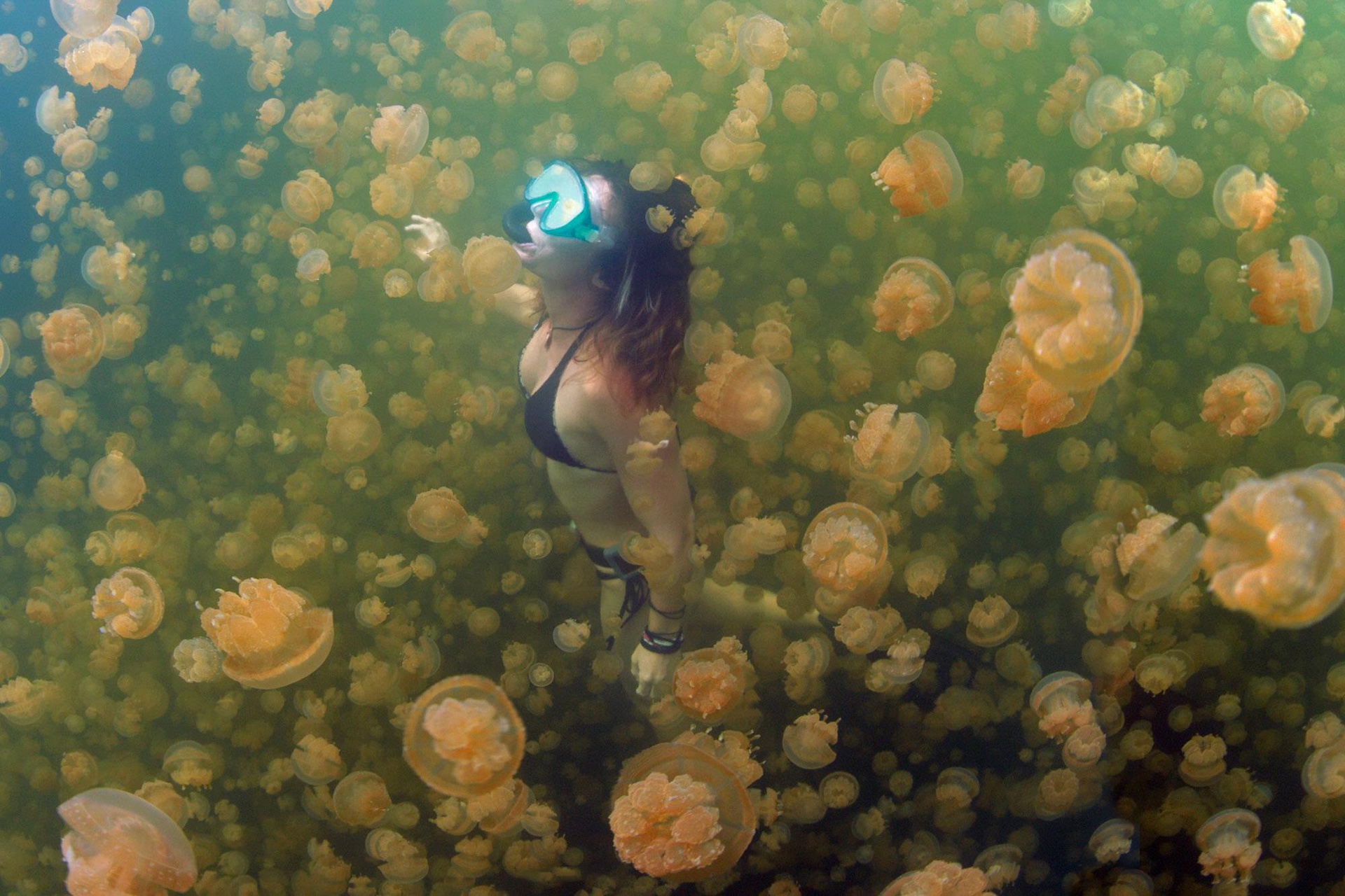 Bí ẩn hồ nước có hàng triệu con sứa
