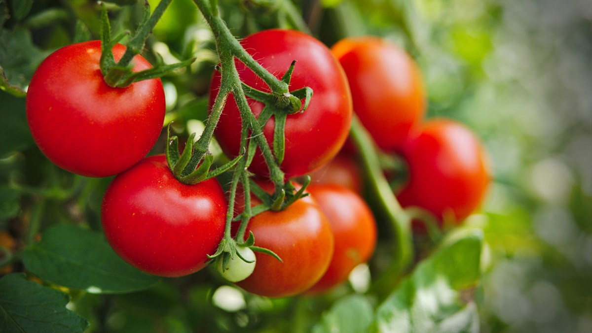 Thành phần dinh dưỡng có trong quả cà chua và lợi ích sức khỏe