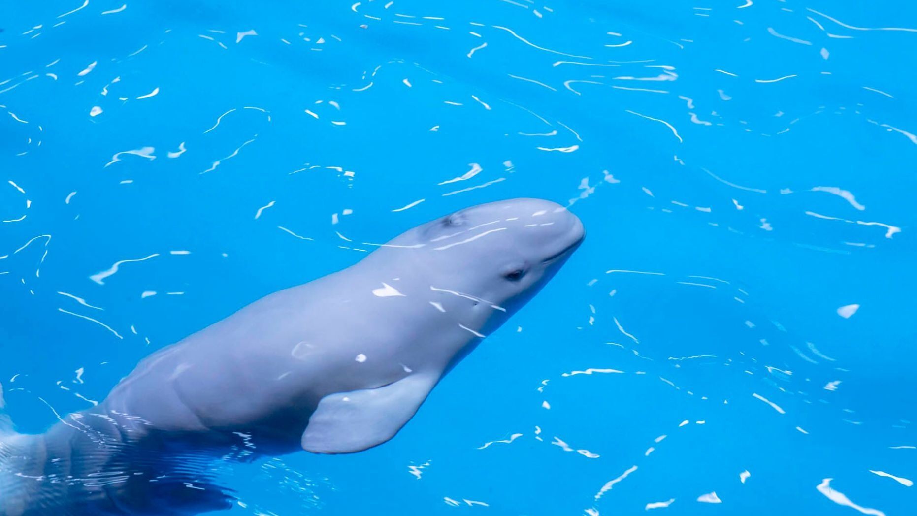 chú cá voi trắng đầu tiên sinh con trong thủy cung